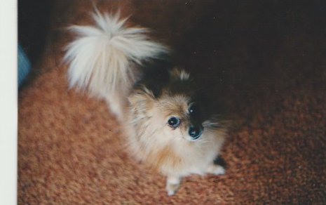 a fox faced, yELLOW fUR teacup size Pomeranian looking up and to the side OF THE CAMERA WITH the background OF an orange carpet